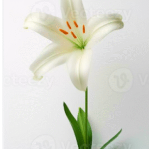 Single White Lily