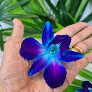 Single Blue Orchid