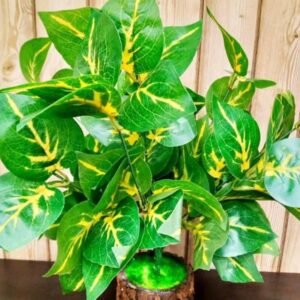 Money Plant (Indoor)