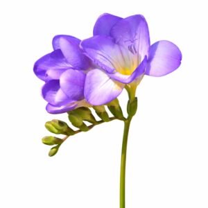 Single Freesia