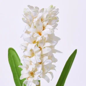 Single Hyacinth
