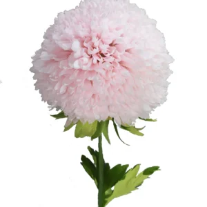 Single Chrysanthemum
