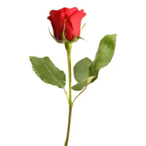 Single Red Rose
