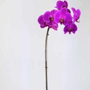 Single Purple Orchid