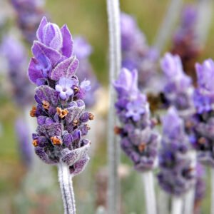 Single Lavender Stem