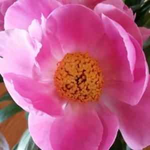 Single Peony