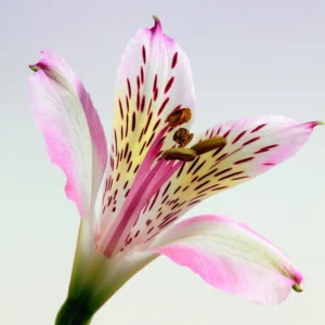 Single Alstroemeria