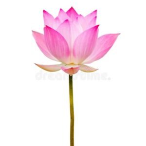 Single Lotus