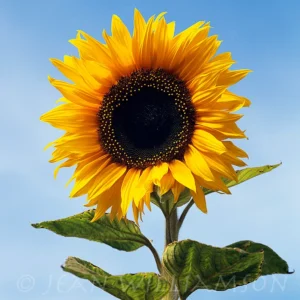 Single Sunflower
