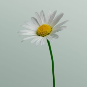 Single Daisy